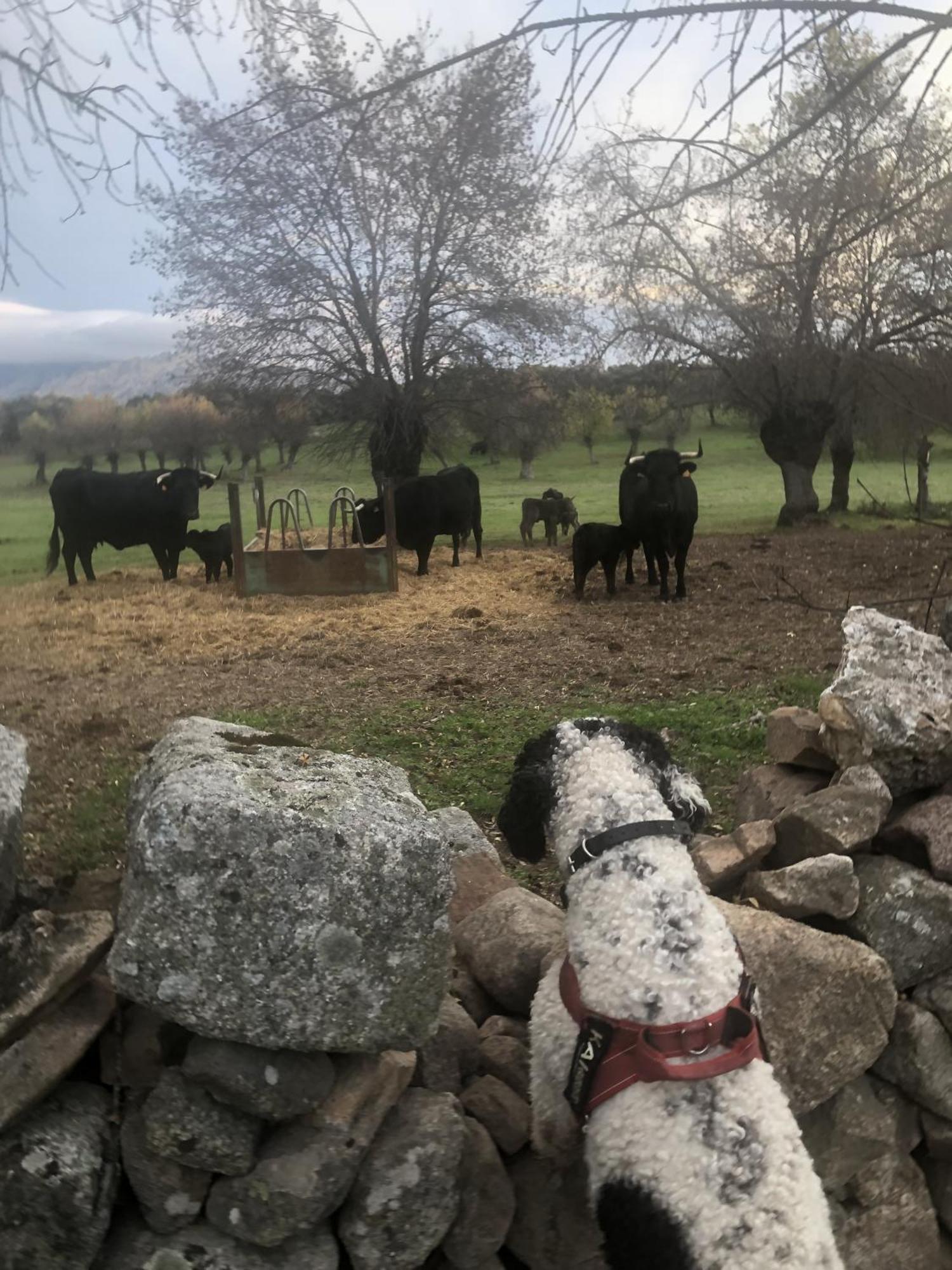 Alojamiento Rural El Petirrojo Cerceda  Zewnętrze zdjęcie